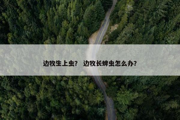 边牧生上虫？ 边牧长蜱虫怎么办？