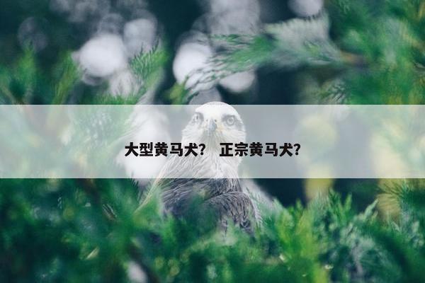 大型黄马犬? 正宗黄马犬? 大型黄马犬? 正宗黄马犬?