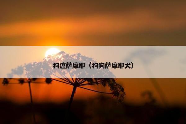 狗瘟萨摩耶（狗狗萨摩耶犬）