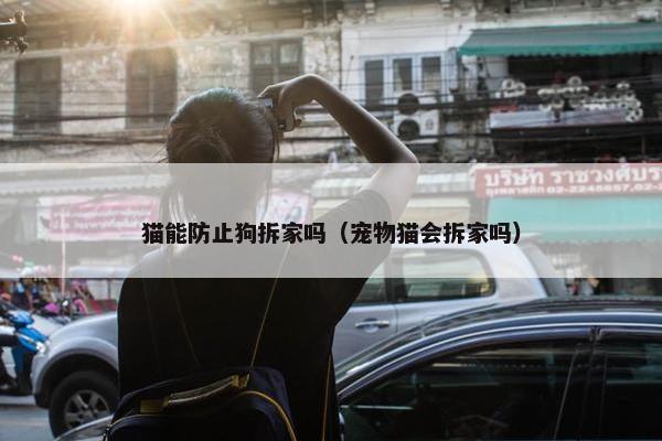 猫能防止狗拆家吗(宠物猫会拆家吗) 猫能防止狗拆家吗(宠物猫会拆家吗)