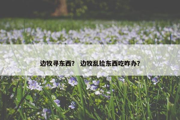 边牧寻东西？ 边牧乱捡东西吃咋办？
