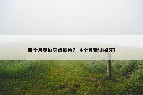 四个月泰迪牙齿图片？ 4个月泰迪掉牙？