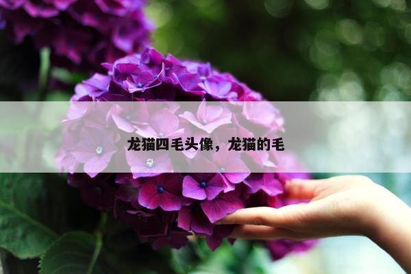 龙猫四毛头像，龙猫的毛
