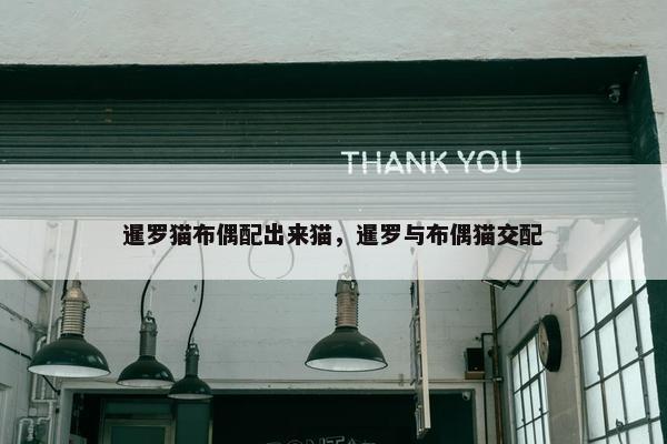 暹罗猫布偶配出来猫，暹罗与布偶猫交配