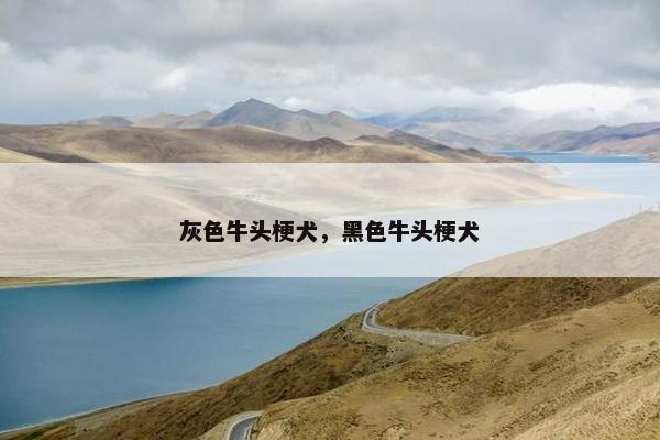 灰色牛头梗犬，黑色牛头梗犬