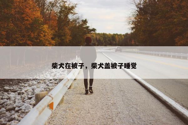 柴犬在被子，柴犬盖被子睡觉