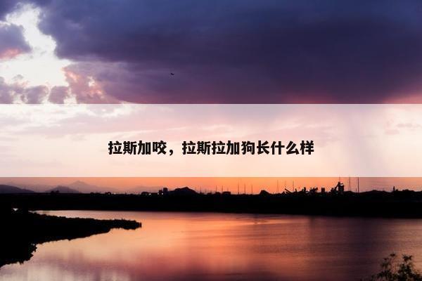 拉斯加咬，拉斯拉加狗长什么样