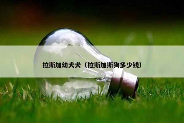 拉斯加幼犬犬（拉斯加斯狗多少钱）