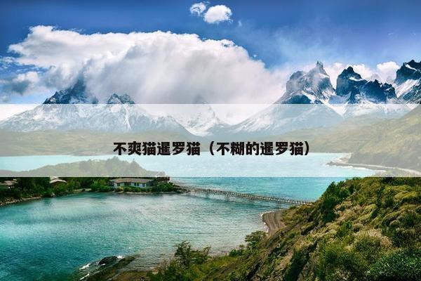 不爽猫暹罗猫（不糊的暹罗猫）