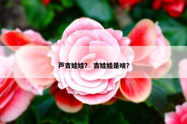 芦吉娃娃？ 吉娃娃是啥？