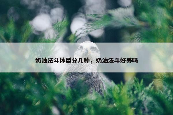 奶油法斗体型分几种，奶油法斗好养吗