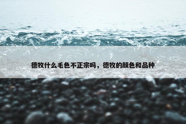 德牧什么毛色不正宗吗,德牧的颜色和品种 德牧什么毛色不正宗吗,德牧的颜色和品种