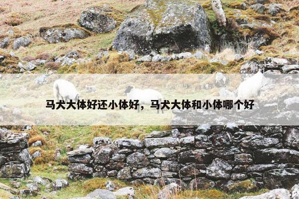 马犬大体好还小体好，马犬大体和小体哪个好