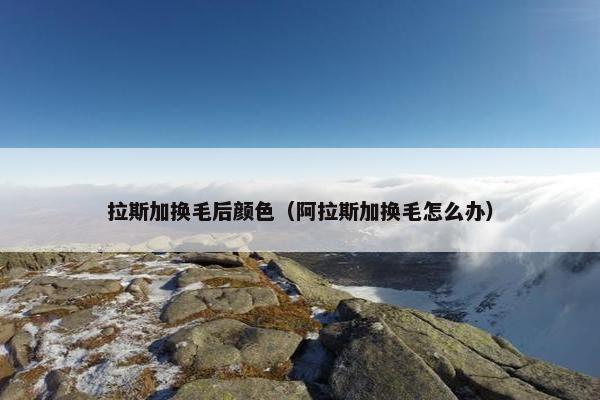 拉斯加换毛后颜色（阿拉斯加换毛怎么办）