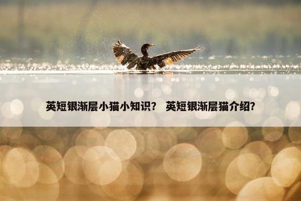 英短银渐层小猫小知识？ 英短银渐层猫介绍？