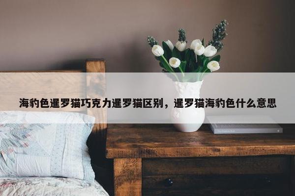 海豹色暹罗猫巧克力暹罗猫区别，暹罗猫海豹色什么意思