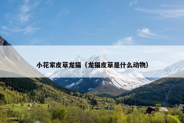 小花家皮草龙猫（龙猫皮草是什么动物）