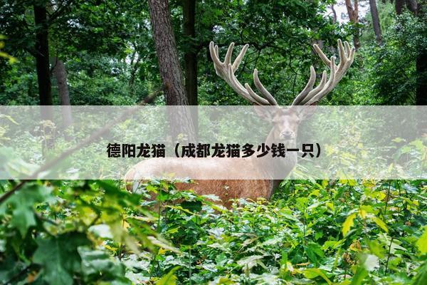 德阳龙猫（成都龙猫多少钱一只）