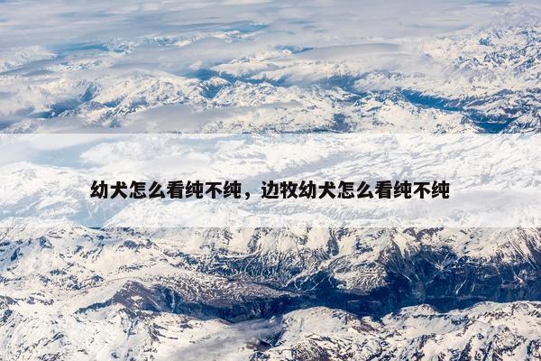 幼犬怎么看纯不纯，边牧幼犬怎么看纯不纯