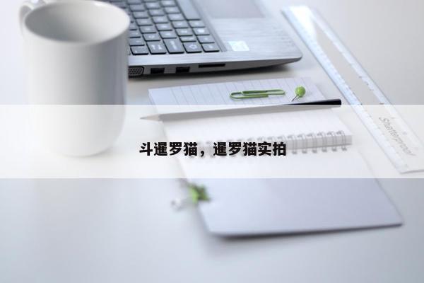 斗暹罗猫，暹罗猫实拍