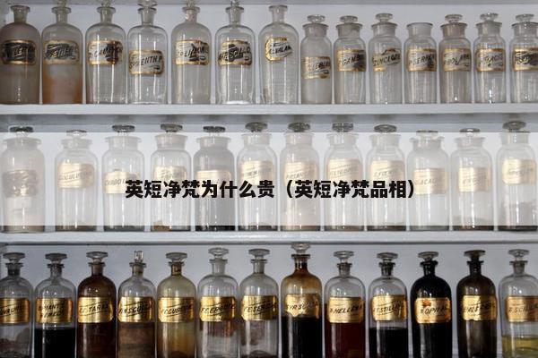 英短净梵为什么贵（英短净梵品相）