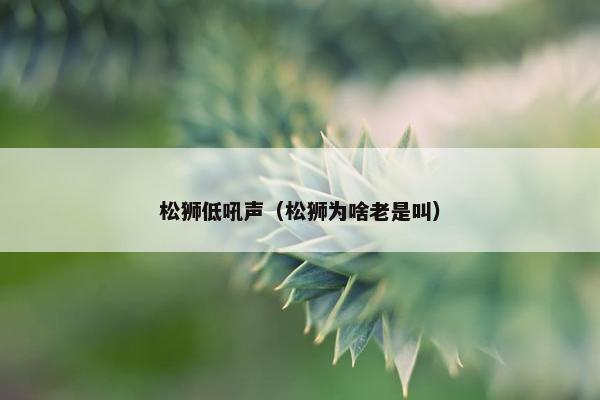 松狮低吼声（松狮为啥老是叫）