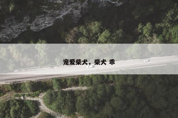 宠爱柴犬，柴犬 乖