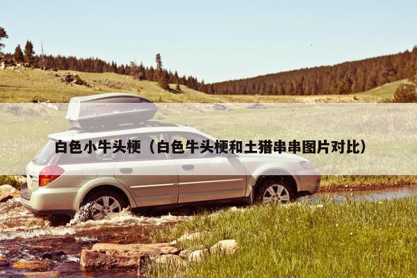 白色小牛头梗（白色牛头梗和土猎串串图片对比）