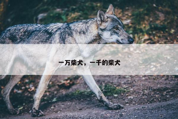 一万柴犬，一千的柴犬