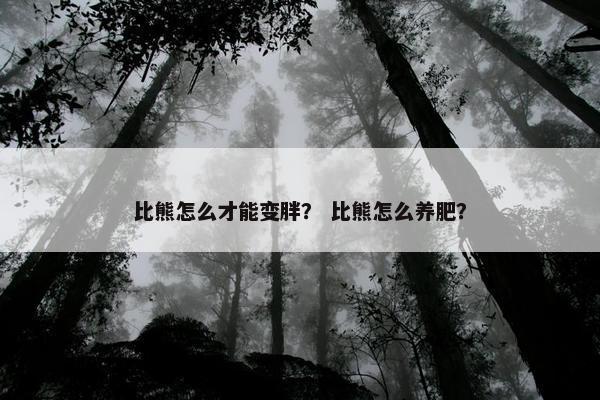 比熊怎么才能变胖？ 比熊怎么养肥？