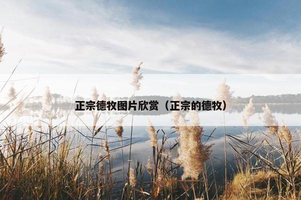 正宗德牧图片欣赏（正宗的德牧）