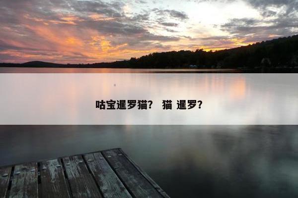咕宝暹罗猫？ 猫 暹罗？