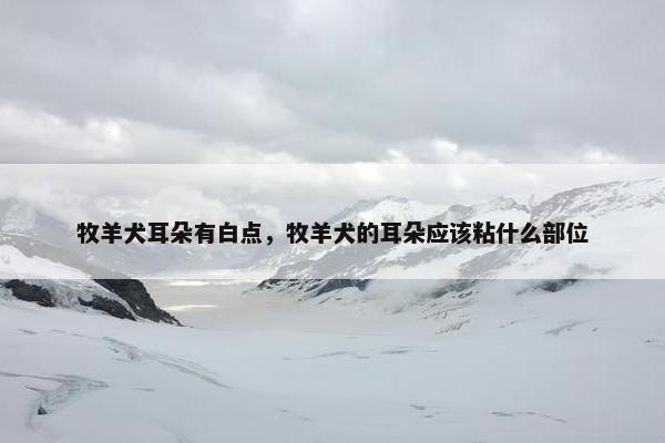 牧羊犬耳朵有白点，牧羊犬的耳朵应该粘什么部位