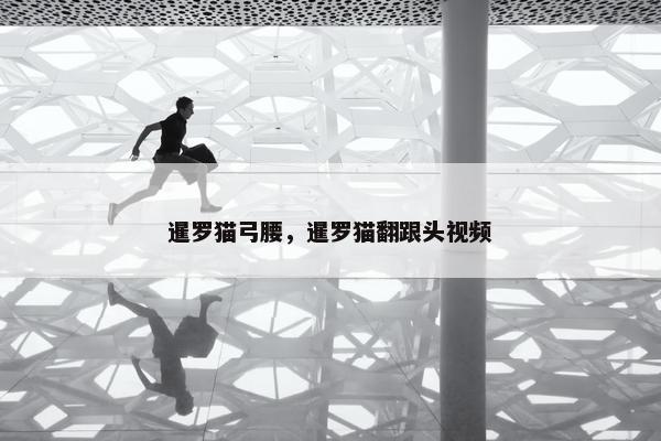 暹罗猫弓腰，暹罗猫翻跟头视频