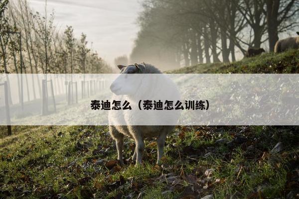 泰迪怎么（泰迪怎么训练）