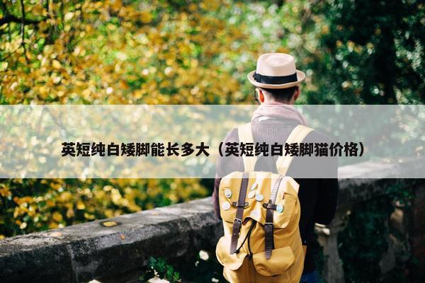 英短纯白矮脚能长多大（英短纯白矮脚猫价格）