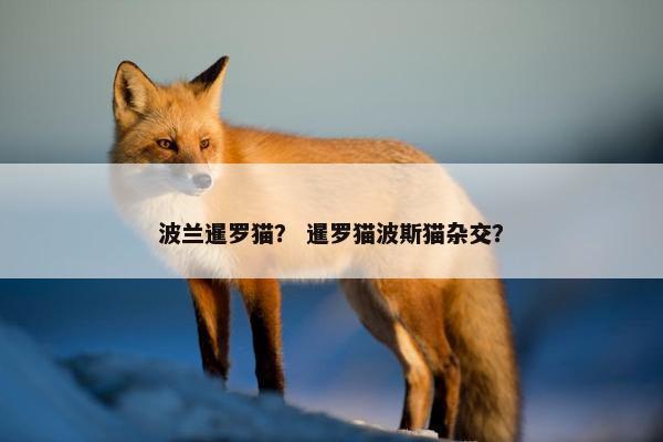 波兰暹罗猫？ 暹罗猫波斯猫杂交？