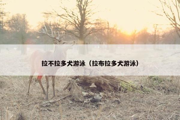 拉不拉多犬游泳（拉布拉多犬游泳）