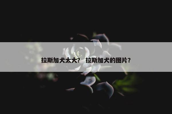 拉斯加犬太大？ 拉斯加犬的图片？