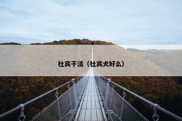 杜宾干活（杜宾犬好么）