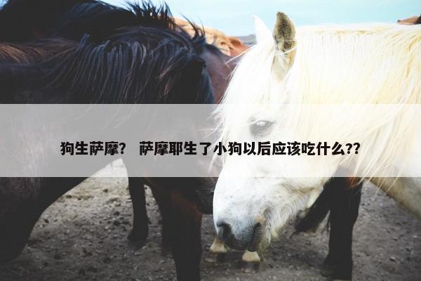 狗生萨摩？ 萨摩耶生了小狗以后应该吃什么?？