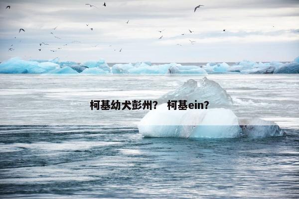 柯基幼犬彭州？ 柯基ein？