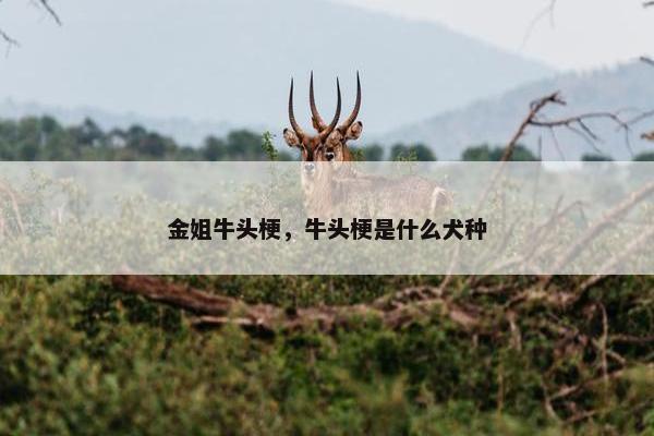 金姐牛头梗,牛头梗是什么犬种 金姐牛头梗,牛头梗是什么犬种