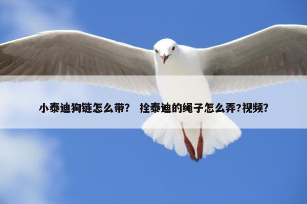 小泰迪狗链怎么带？ 拴泰迪的绳子怎么弄?视频？