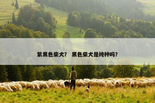 紫黑色柴犬？ 黑色柴犬是纯种吗？