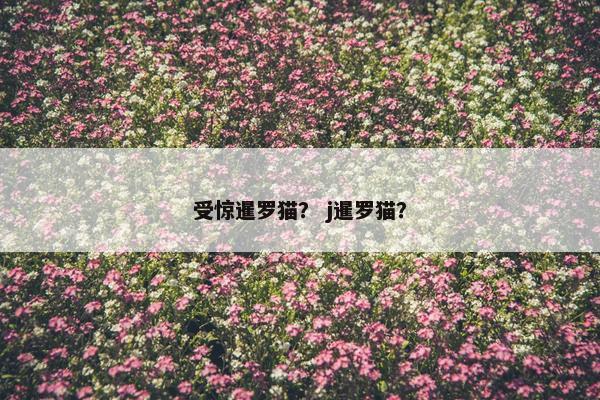 受惊暹罗猫？ j暹罗猫？