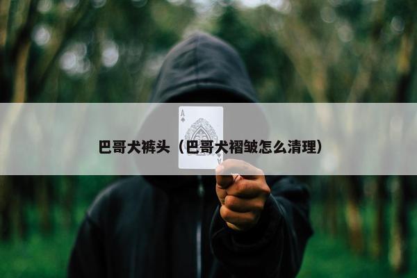 巴哥犬裤头（巴哥犬褶皱怎么清理）