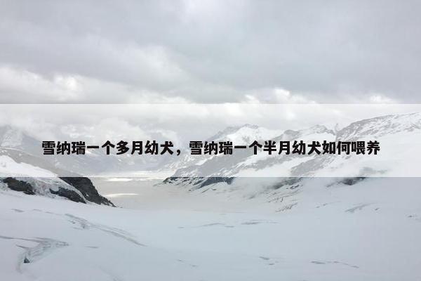 雪纳瑞一个多月幼犬，雪纳瑞一个半月幼犬如何喂养