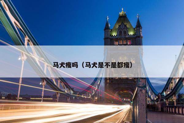 马犬瘦吗（马犬是不是都瘦）