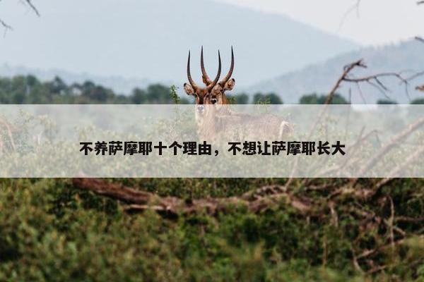 不养萨摩耶十个理由，不想让萨摩耶长大